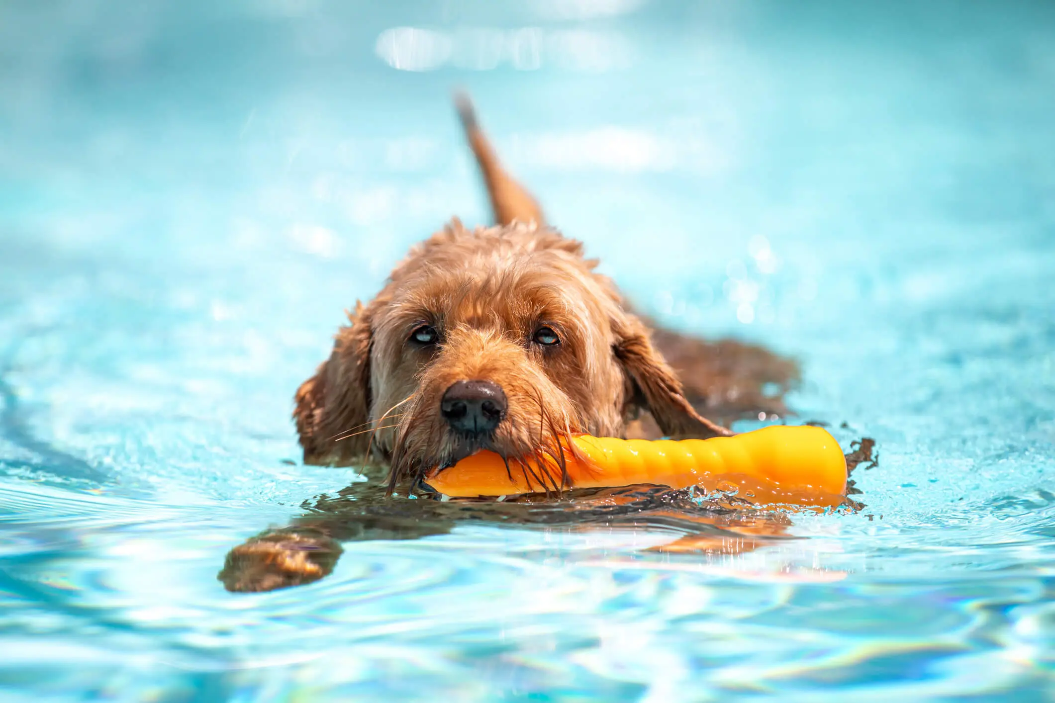 Dog swimming with a toy in pool.