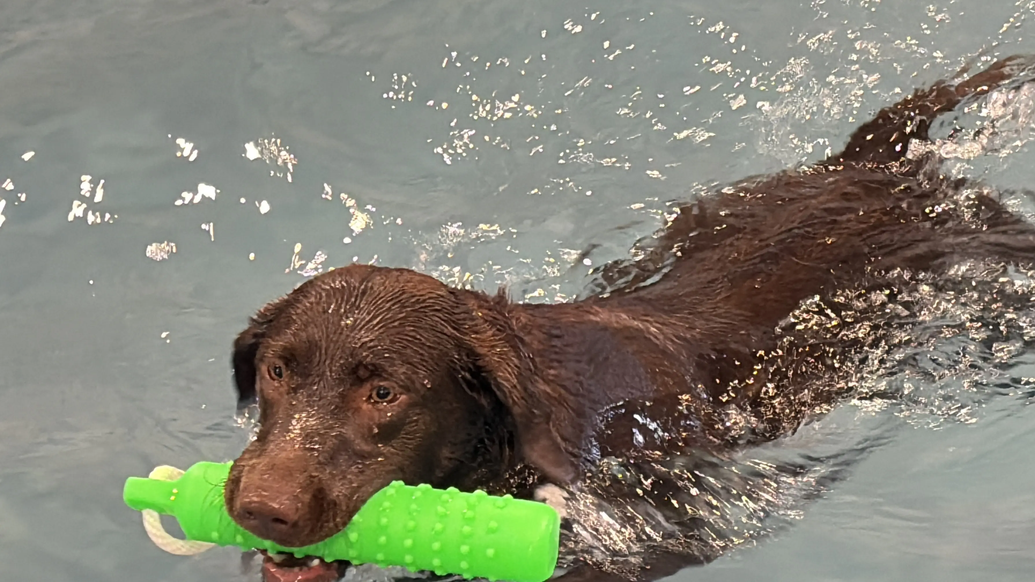 Brown dog swimming with green toy in mouth